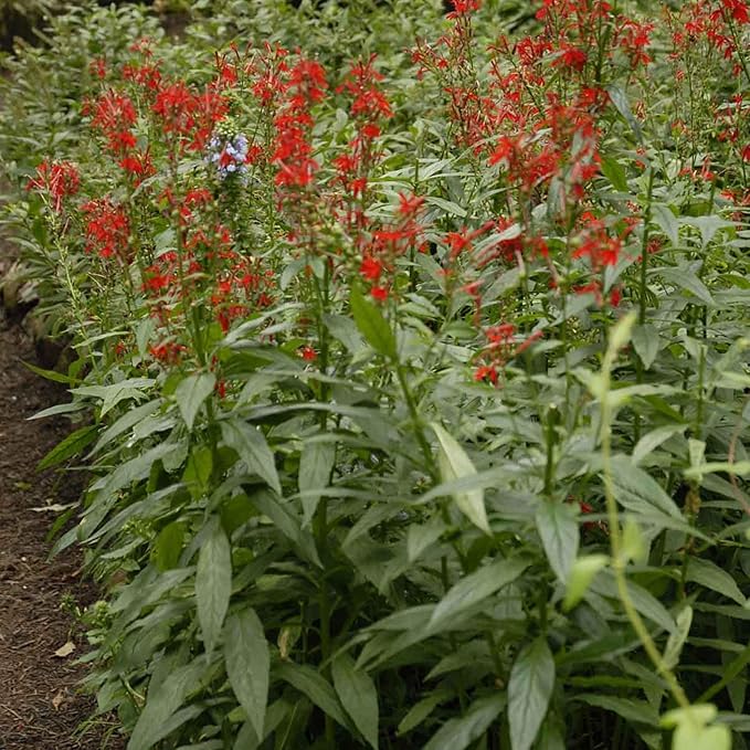 Cardinal Flower, a Great Live Pond Plant for Your Water Garden. Filters koi and Goldfish Ponds. Good for Bogs, Plant Shelf or Shallow Water This marginal Aquatic is a Real Beauty