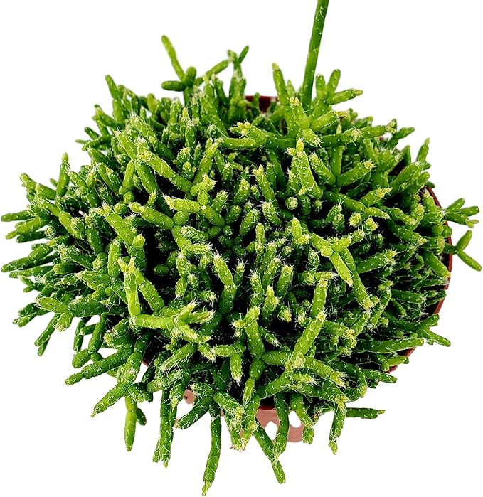 FATPLANTS Succulent Plant(s) Fully Rooted in 4 inch Planter Pots with Soil - Real Live Potted Succulents/Unique Indoor Cactus Decor (1, Rhipsalis cereuscula)