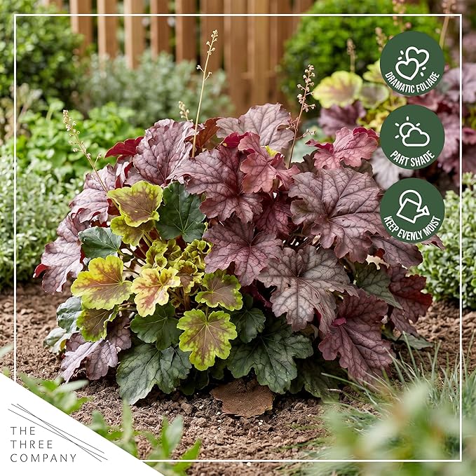 Live Heuchera (Coral Bells) – Tri-Color Blend – Beautiful Shade Perennial – Healthy Spring Plant – 10" Tall by 6" Wide in 2 Qt Pot