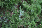 Bonsai Tree | Chinese Juniper | Seed Grow Kit | The Jonsteen Company