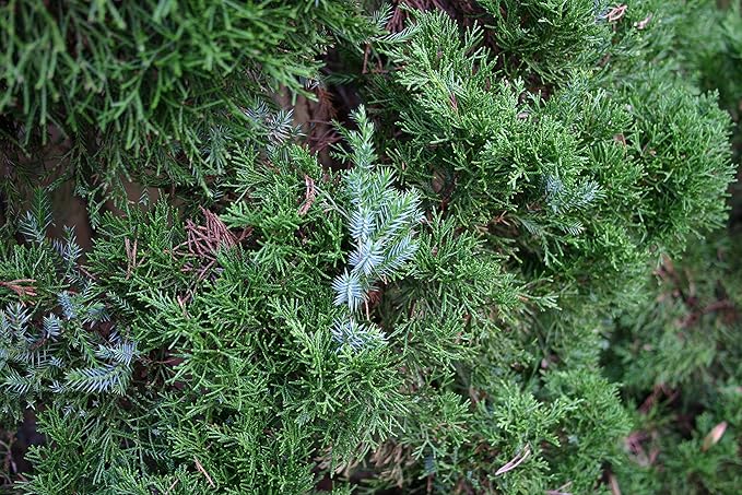 Bonsai Tree | Chinese Juniper | Seed Grow Kit | The Jonsteen Company