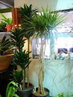 Dracaena Janet Craig Compacta Cane - Live Plant in a 10 Inch Pot - Dracaena Deremensis 'Compacta' - Easy Care Low Maintenance Houseplant