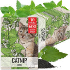 Seed Needs Catnip Seeds for Planting Nepeta cataria - Non-GMO Heirloom & Untreated Herb Seed to Plant & Grow an Outdoor Home Grown Garden (10 Packs)