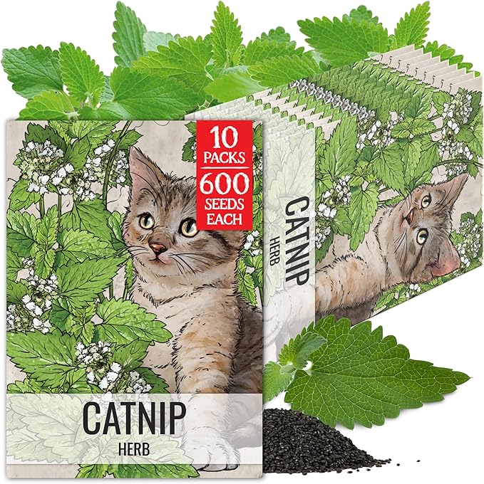 Seed Needs Catnip Seeds for Planting Nepeta cataria - Non-GMO Heirloom & Untreated Herb Seed to Plant & Grow an Outdoor Home Grown Garden (10 Packs)