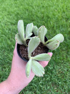 Variegated Bear Paw Succulent Cotyledon Ladismithiensis (2 inch) Rare Healthy Live Succulent