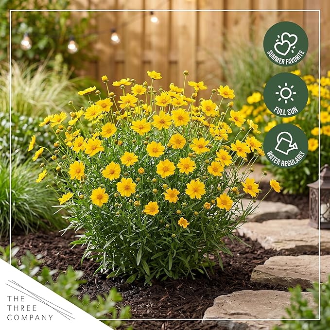 Live Coreopsis - Yellow, Live Flowering Perennial, Beautiful Spring and Summer Blooms, 12" Tall by 6" Wide in 2 Qt Pot