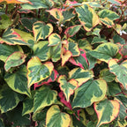 Chalily Chameleon Plant, a Great Live Pond Plant for Your Water Garden. Filters The koi and Goldfish Pond. Good for Bogs, Plant Shelf or Shallow Water This marginal Aquatic is a Real Beauty