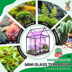 Meonum Tiny Glass Terrarium Kit with Grow Light, Venus Fly Trap Terrarium with Absorbent Mat, Timer&3 Light Modes for Succulent Live Air Plants Indoor Home Office Decor (7.1"x 4.7"x 8.7",USB Powered)