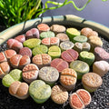 Lithops Random Mix Rare Live Succulent Plants, 30/50/100 Pcs Succulent Live Plant, Bare Root Without Pot Soil, Garden Indoor Office, Friend Plant Lovers Gifts (Large 50pcs)