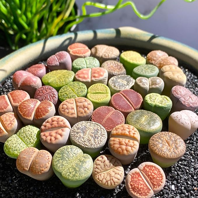 Lithops Random Mix Rare Live Succulent Plants, 30/50/100 Pcs Succulent Live Plant, Bare Root Without Pot Soil, Garden Indoor Office, Friend Plant Lovers Gifts (Large)