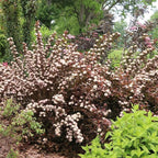 Proven Winners Summer Wine ROS Ninebark (Physocarpus opulifolius) Live Plant, 4.5" Qt, 4 Pack
