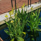 Chalily Yellow Canna 'Ra', a Great Live Pond Plant for Your Water Garden. Filters The koi and Goldfish Pond. Good for Bogs, Plant Shelf or Shallow Water This marginal Aquatic is a Real Beauty