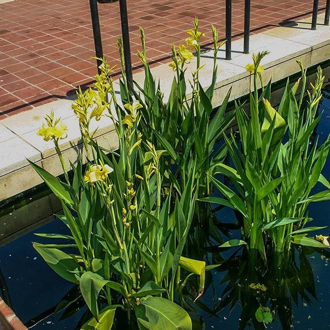 Chalily Yellow Canna 'Ra', a Great Live Pond Plant for Your Water Garden. Filters The koi and Goldfish Pond. Good for Bogs, Plant Shelf or Shallow Water This marginal Aquatic is a Real Beauty