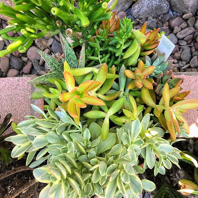 Blissful's Live Succulents Cuttings Assorted Collection no Repeat Unique, Rare and Colorful, Easy to Grow, Drought Tolerant, Packs 5,10,15 or 20 (15)