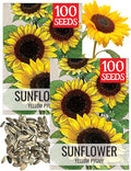 Seed Needs Dwarf Sunflower Seeds for Planting Yellow Pygmy Sunflowers - Heirloom & Open Pollinated Annual Cut Flowers - Perfect for Butterfly Gardens (2 Packs)