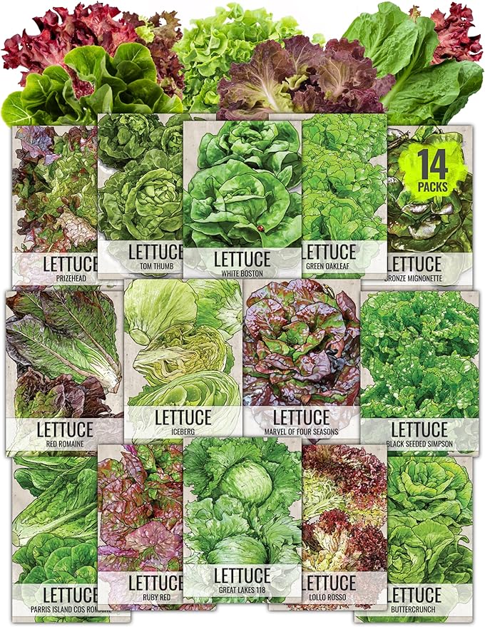 Seed Needs Lettuce Seeds Variety Pack for Planting a Collection of 14 Individual Varieties - Packets Includes Romaine, Iceberg, Oakleaf, Lollo Rosso and More