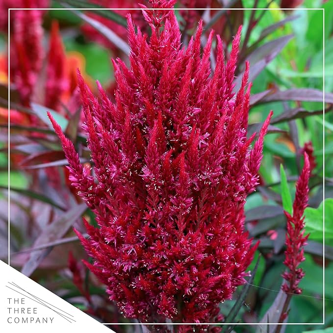 Live Celosia - Dragon's Breath - 2 Plants Per Pack - Beautiful Color - 15" Tall by 8" Wide in 2.5 Qt Pot