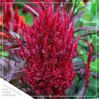 Live Celosia - Dragon's Breath - 2 Plants Per Pack - Beautiful Color - 15" Tall by 8" Wide in 2.5 Qt Pot