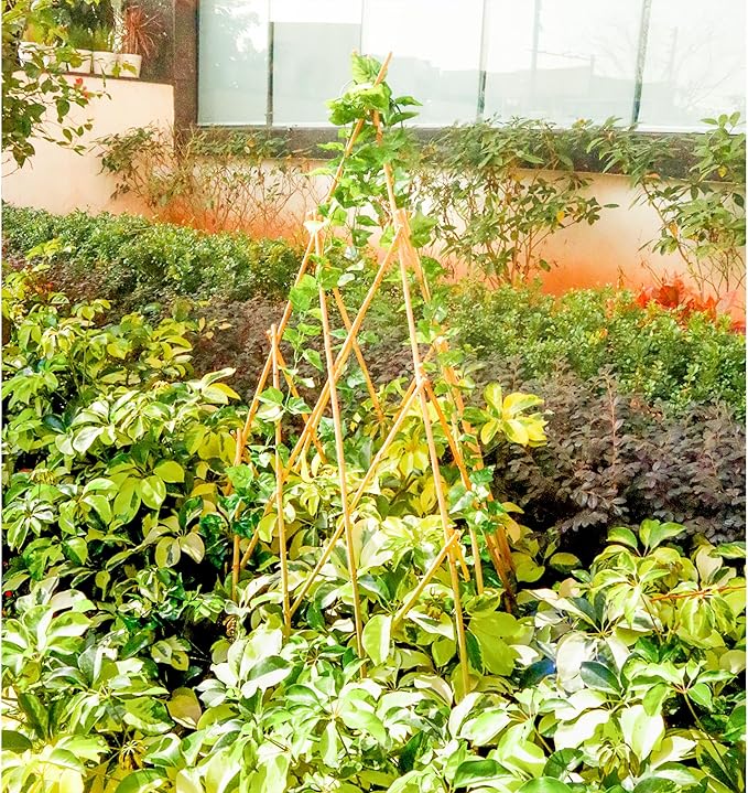 6ft Expandable Bamboo Teepee Trellis for Climbing Plants, Self-Standing Natural Bamboo Trellis for Plant Support, Folding Garden Trellis for Vines Flowers Vegetable Indoor Outdoor