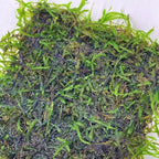 Java Moss Freshwater Live Aquarium Plants on Pad Easy Aquascaping for Fish Tank Decoration
