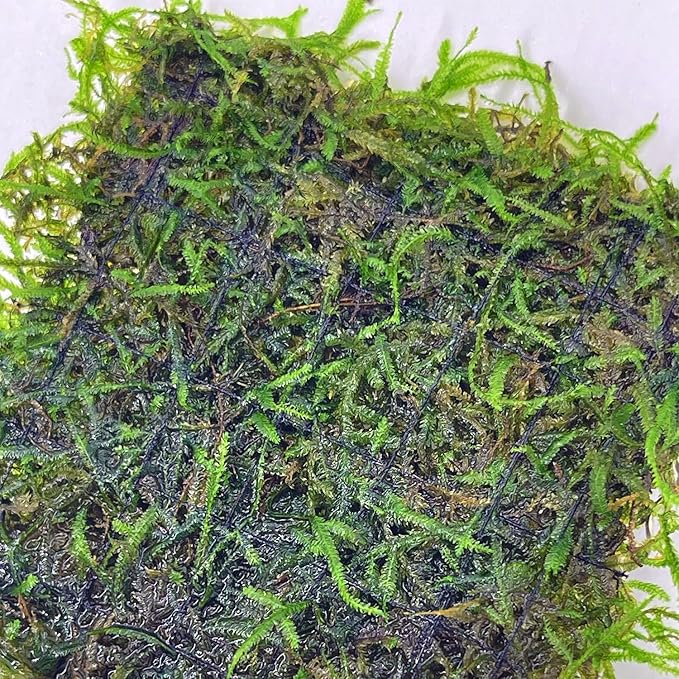 Java Moss Freshwater Live Aquarium Plants on Pad Easy Aquascaping for Fish Tank Decoration