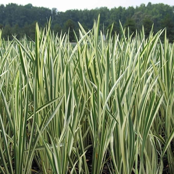 Chalily Variegated Sweet Flag, a Great Live Pond Plant for Your Water Garden. Filters koi and Goldfish Ponds. Good for Bogs, Plant Shelf or Shallow Water This marginal Aquatic is a Real Beauty