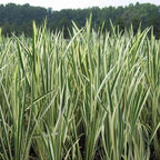 Chalily Variegated Sweet Flag, a Great Live Pond Plant for Your Water Garden. Filters koi and Goldfish Ponds. Good for Bogs, Plant Shelf or Shallow Water This marginal Aquatic is a Real Beauty