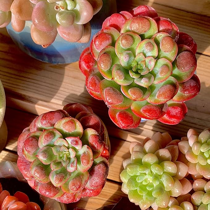 FWPP Live Succulents Plants,Echeveria Succulents Live Plants Rain Drops 2.5 inches Red Rare Plants,Bare Root Without Pot Soil,Live Plants Indoor Party Wedding Garden House Decor Friend Gift