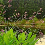 Chalily Hardy Canna, Shallow Water Plant, a Great Live Pond Plant for Your Water Garden. Filters The koi and Goldfish Pond. Good for Bogs, Plant Shelf or Shallow Water. A Real Beauty