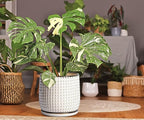 D'vine Dev 8 Inch Ceramic Beaded Stoneware Planter Pot - Flower Pot with Drainage Holes and Saucers for Indoor Succulent Plants or Flowers, Smoked White, 27-C-Q-1