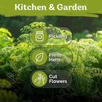 KVITER 1250 Dill Seeds for Planting (Anethum graveolens) - Bouquet Dill, Early Flowering, Strong Aroma, Non Gmo Seed Packets - Heirloom Herb Seeds for Outdoor & Indoor Garden, Raised Beds & Containers