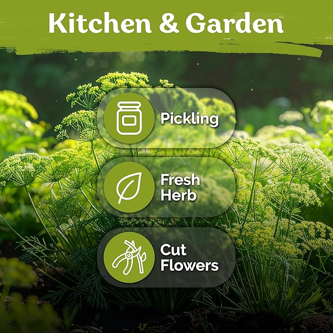 KVITER 1250 Dill Seeds for Planting (Anethum graveolens) - Bouquet Dill, Early Flowering, Strong Aroma, Non Gmo Seed Packets - Heirloom Herb Seeds for Outdoor & Indoor Garden, Raised Beds & Containers