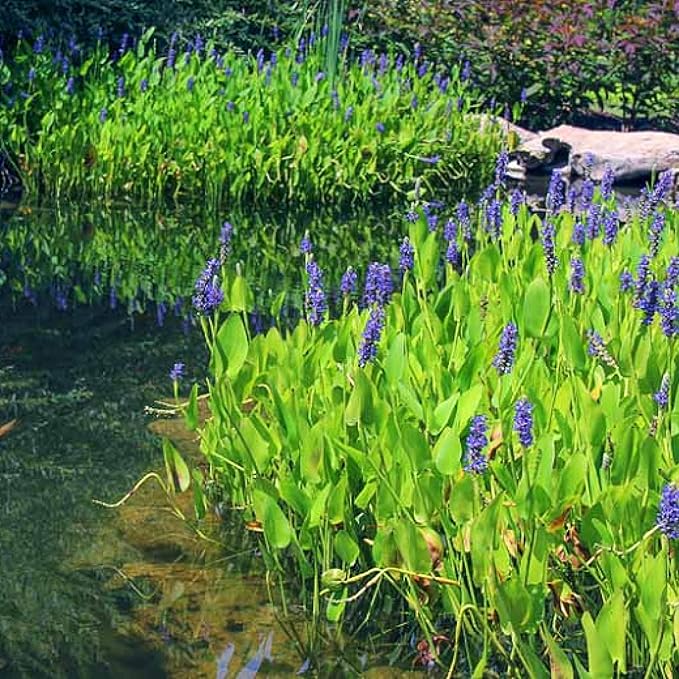 Pickerel Rush Live Pond Plant for Water Garden (Pink Pickerel Rush, 3)