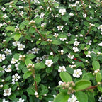 RedCrocus Coral Beauty Cotoneaster- Evergreen Ground Cover, Drought Tolerant, Pet Safe, Low Maintenance Plant for Landscaping & Erosion Control 3 Gallon