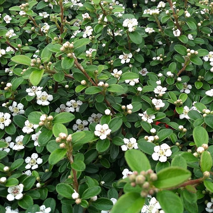 RedCrocus Coral Beauty Cotoneaster- Evergreen Ground Cover, Drought Tolerant, Pet Safe, Low Maintenance Plant for Landscaping & Erosion Control 3 Gallon