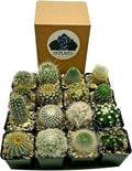 Fat Plants San Diego Mini Cactus Plants in Plastic Planters