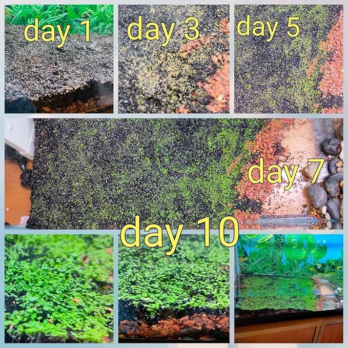 5 Bags Aquarium Plant S.e.e.ds, not Artificial Plastic Plant, Fish Tank Live Grass for All Substrate yjl133sz