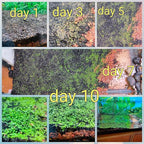 5 Bags Aquarium Plant S.e.e.ds, not Artificial Plastic Plant, Fish Tank Live Grass for All Substrate yjl133sz