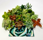 15 Mini Assorted Live Succulent Cuttings, No 2 Succulents Alike, Great for Terrariums, Mini Gardens, and as Starter Plants. Live Succulents Plants for DIY Projects and Home Decor