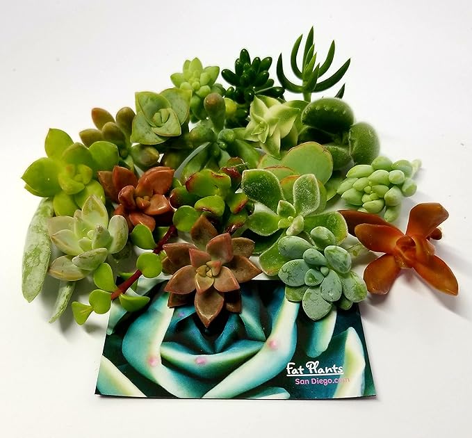 15 Mini Assorted Live Succulent Cuttings, No 2 Succulents Alike, Great for Terrariums, Mini Gardens, and as Starter Plants. Live Succulents Plants for DIY Projects and Home Decor