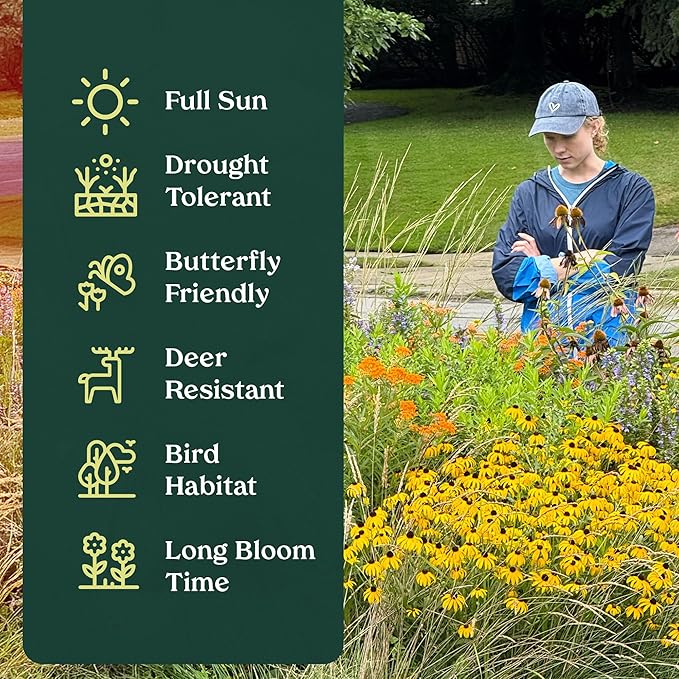 Coyote Mint 3 Live Plants (Monardella villosa) – California Native Wildflower for Outdoor Gardens, Drought Tolerant Pollinator Friendly Landscaping