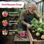 KVITER 550 Watermelon Radish Seeds (Raphanus Sativus) - Red Meat Radish Seed Packets, Mild Sweet Flavor, Heirloom Seed - Annual Vegetable Seeds for Outdoor Garden, Raised Beds, Containers