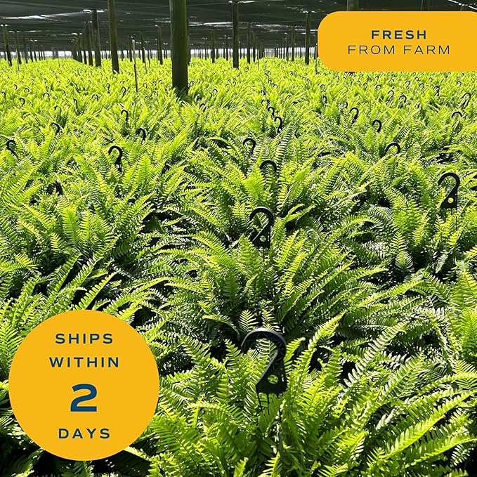 Costa Farms Kimberly Queen Fern Live Plant in Plastic Pot, Large Indoor & Outdoor Houseplant, Perfect for Home, Room, or Office Decor, Great House Warming or Birthday Gift, 2-3 Feet Tall