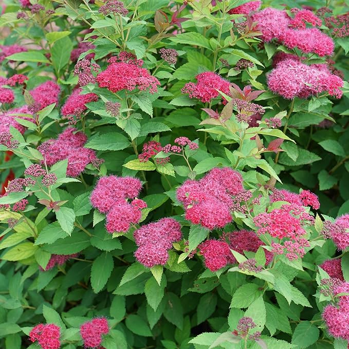 Proven Winners 2 Gal. Double Play Doozie Spirea Shrub