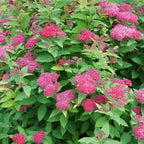 Proven Winners 2 Gal. Double Play Doozie Spirea Shrub