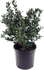 Ilex X meserveae 'Blue Prince' (Blue Holly) Evergreen, #3 - Size Container