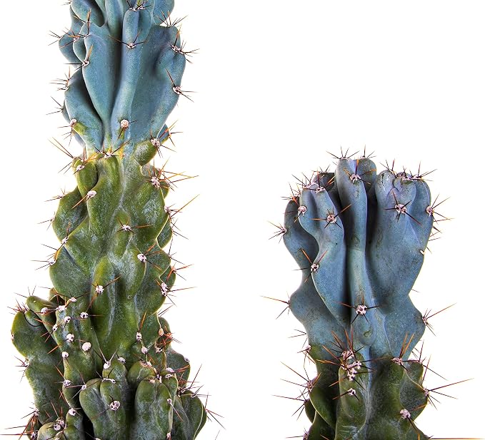 Cactus Outlet - Curiosity Cactus Plants Live, Live Plants Indoor & Outdoor Use, Live Cactus, 12”-18” - Rare Large Live Cactus - Landscape Ready Large Cactus Plant Live Delivered Right to Your Door