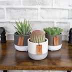 LoLite Cactus & Live Succulent Plants Set (3 Pack), Low Light Houseplants, Easy Plant Gift, Approx. 4-6 in. Tall, Mixed Haworthia, Gasteria & Cacti Varieties, Stylish 2-Tone Ceramic Pots Included