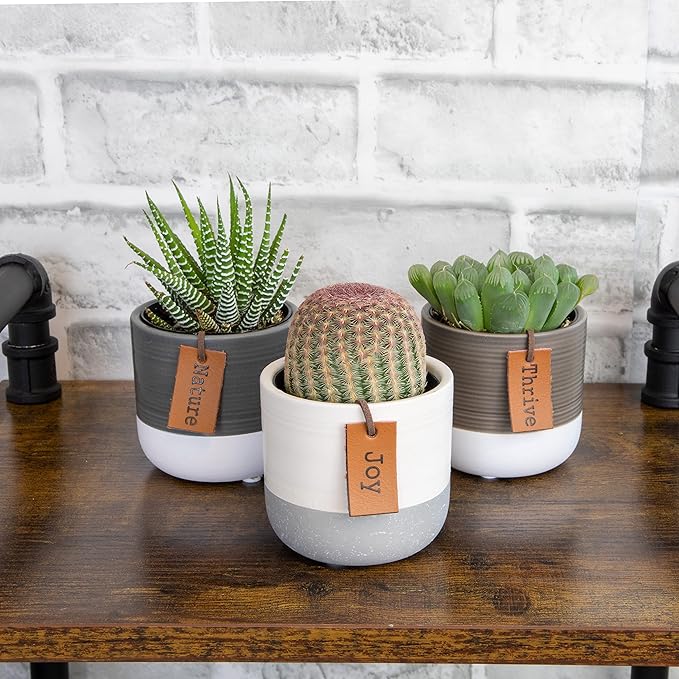 LoLite Cactus & Live Succulent Plants Set (3 Pack), Low Light Houseplants, Easy Plant Gift, Approx. 4-6 in. Tall, Mixed Haworthia, Gasteria & Cacti Varieties, Stylish 2-Tone Ceramic Pots Included