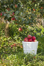 Brighter Blooms - Honeycrisp™ Apple Tree, 3-4 ft. - No Shipping to AK, AZ, CA, HI, ID, OR, WA